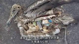 害死信天翁幼鳥的塑膠垃圾