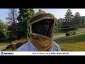 Stinging insect bee wasp hornet pest control exterminator services - Budget pest control services