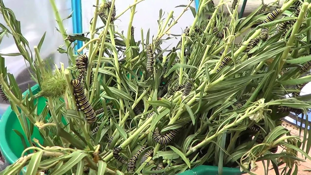 Monarch Caterpillars Respond to Sound... - YouTube