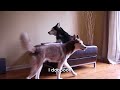 2 TALKING DOGS ARGUE - SUBTITLED! Mishka & Laika