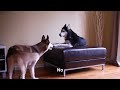 2 TALKING DOGS ARGUE - SUBTITLED! Mishka & Laika