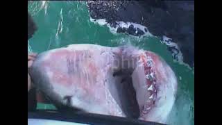 Great White shark nose grab short version