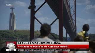 Aranhas gigantes em Lisboa!