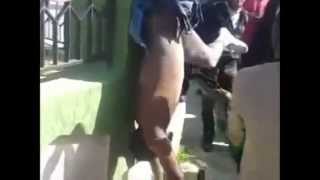 The atrocities of the rebels in Libya 2