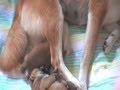 Shiba inu chiots Natsu & Ikkyu septembre 2011