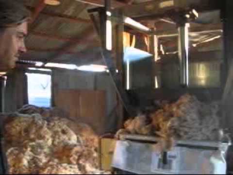 At the Wool Press Part 01