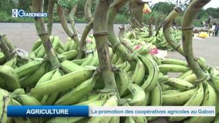 AGRICULTURE: La promotion des coopératives agricoles au Gabon