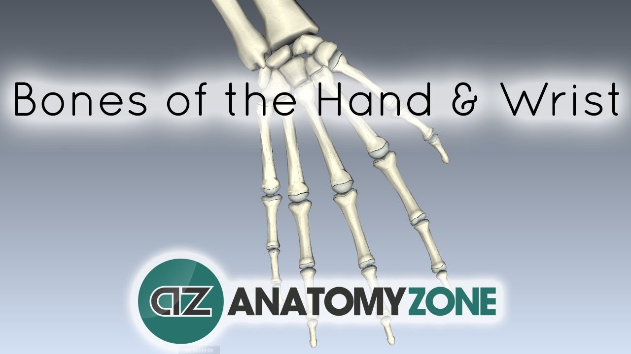 Bones of the Hand and Wrist - Anatomy Tutorial - YouTube