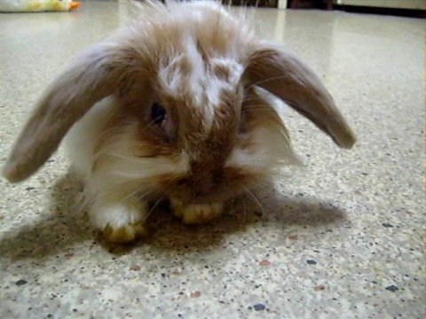 mini lop bunnies