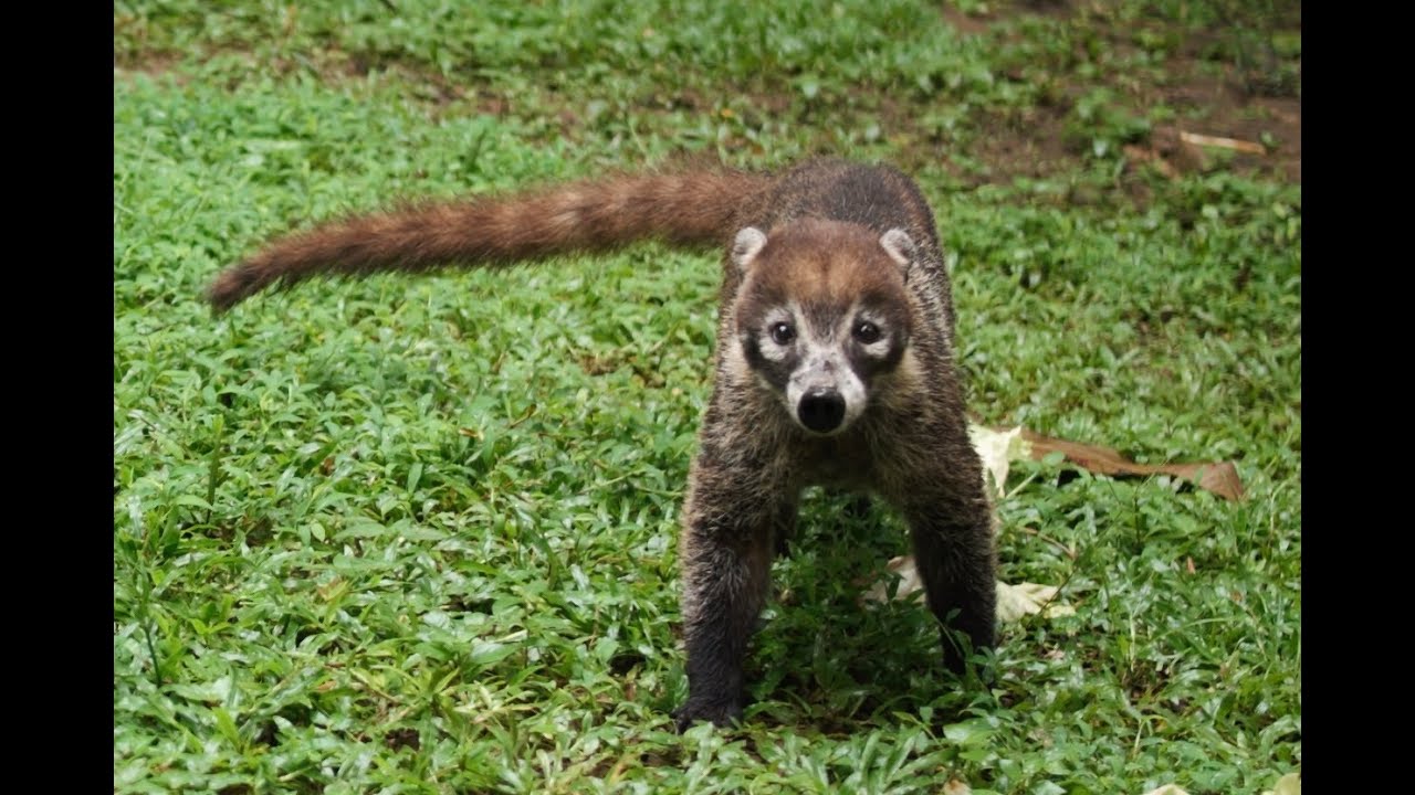 kudamundi walking around looking for food youtube kudamundi walking around looking for food youtube