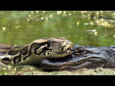 Pythons at Alligator Pond