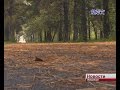 В городском парке в воскресенье искитимцев ждут на «Кроссе нации»