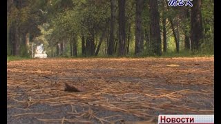 В городском парке в воскресенье искитимцев ждут на «Кроссе нации»
