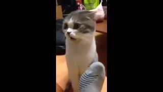 Funny Animal - Cat sniffing socks