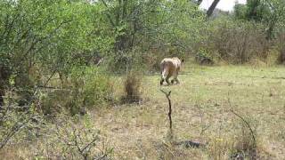 baboon fight