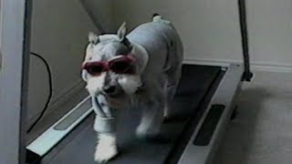 Just a puppy running on a treadmill