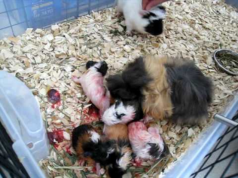 Guinea Pig Giving Birth to Five Babies 3/4 - YouTube