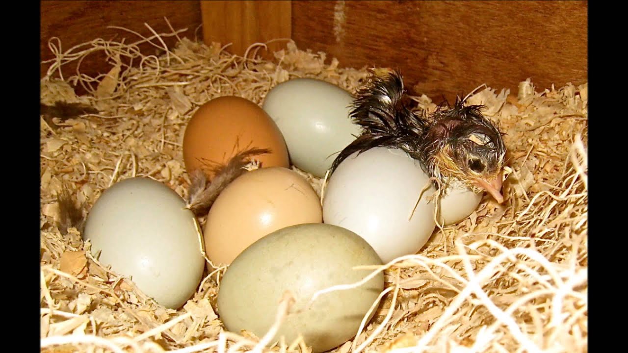 General Rules for Hatching Chicken Eggs - YouTube