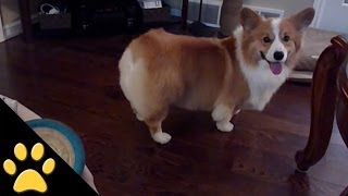 Corgis Are Awesome: Compilation