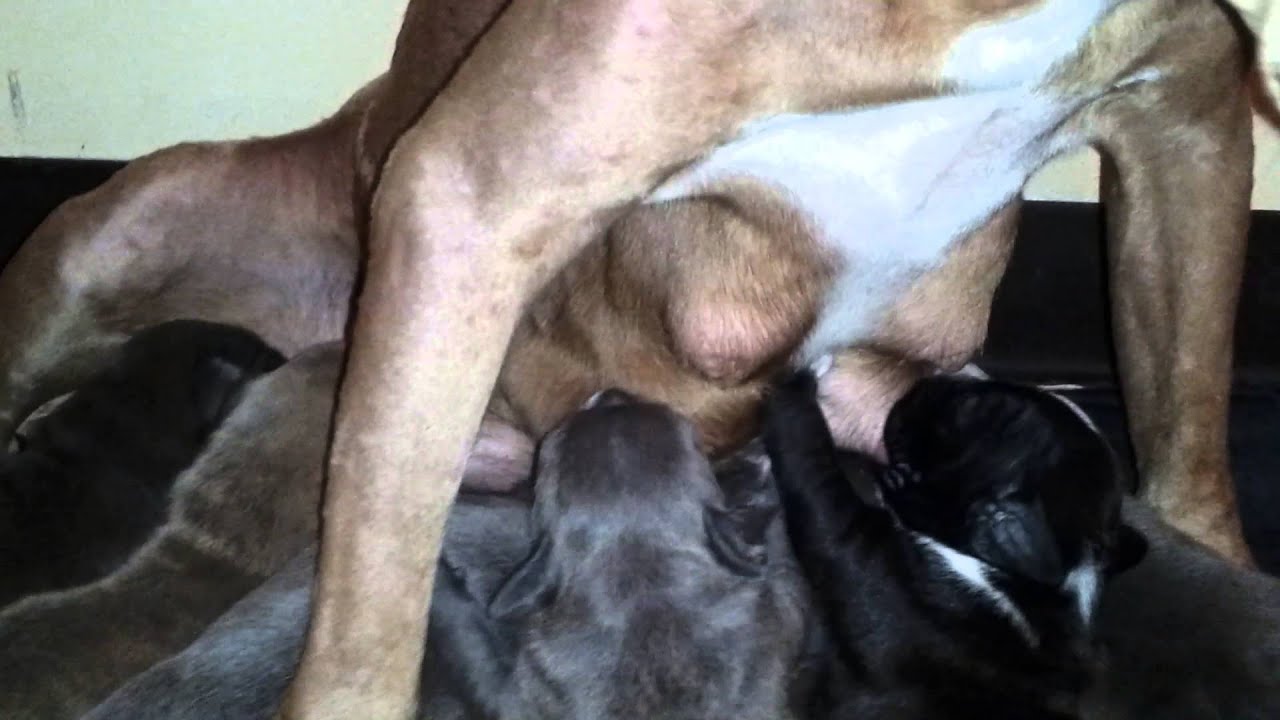 Gator blue razor edge Pitbull puppies - YouTube Gator blue razor edge Pitbull puppies - YouTube