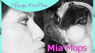 Mia Mops Pflege Routine