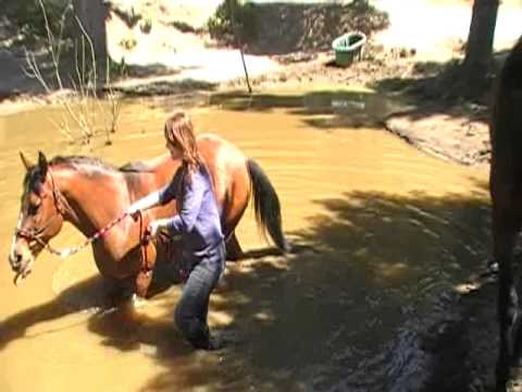 Tazz and Dawn: Pond Adventure