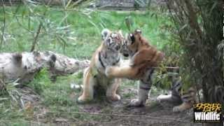 Fighting white tiger cubs!, Two white tiger cubs fighting w…