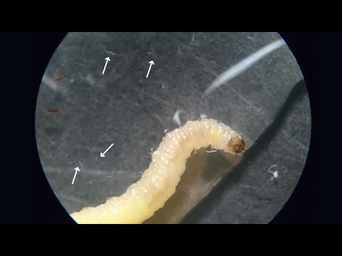 Rare Two headed funny action Worm video