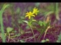 miniature