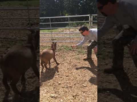 A little goat fighting