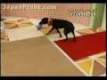 Dogs: Rope Jumpers Dogs: Rope Jumpers