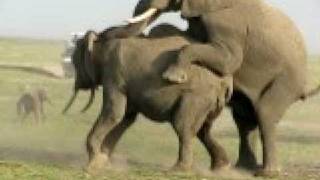 Elephant en rut au Kenya