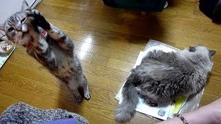 猫ダブル攻撃～!    Cat's double attack!!