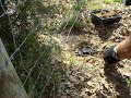 Thumbnail 2 for Coyote Trapping Thumbnail 2 for Coyote Trapping