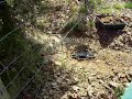 Thumbnail 3 for Coyote Trapping Thumbnail 3 for Coyote Trapping