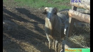 Не пропадёт ни один баран. Овцеводы Искитимского района наращивают стадо и налаживают сбыт продукции