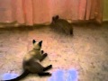 FENEK VS CHAT SIAMOIS S.O.S 30 MILLIONS D'AMIS