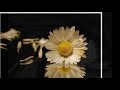 AYHAN ÖZEL- ISSIZ ÇÖLLER