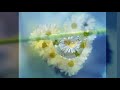 AYHAN ÖZEL- ISSIZ ÇÖLLER