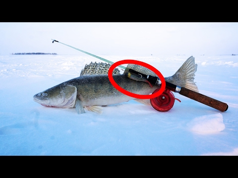Интересные видео про рыбалку