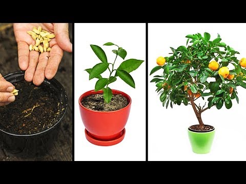 15 PLANTS YOU CAN EASILY GROW IN YOUR OWN KITCHEN