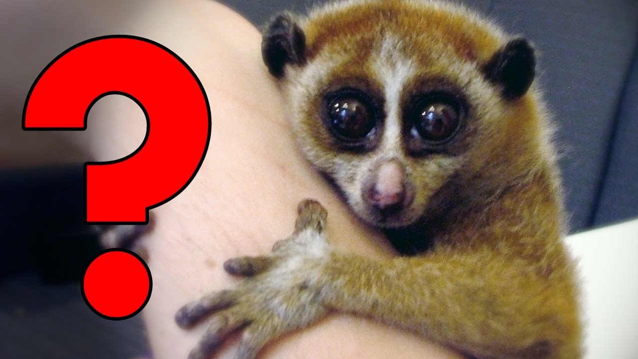 Cute Animals You Should Actually Fear - YouTube