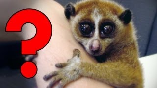 Cute Animals You Should Actually Fear