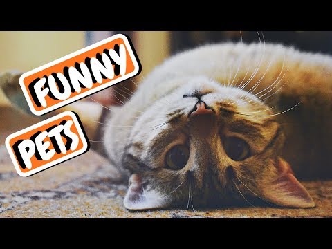 Funny Animal Compilation | Dog Fail | Funniest Animals 2019