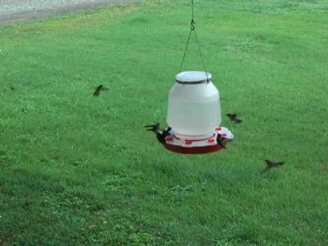 large one gallon 128oz hummingbird feeder youtube large one gallon 128oz hummingbird feeder youtube