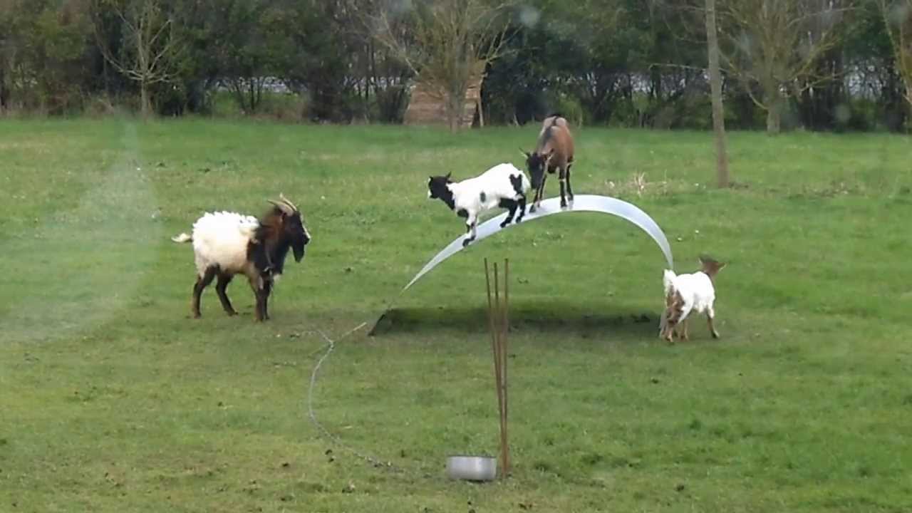 goats balancing on a flexible steel ribbon