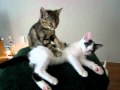 Massage entre chatons !
