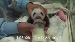 圓仔換大奶瓶 Giant Panda Baby Changing Bigger Feeder Bottle