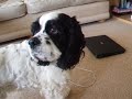 THE BEST SINGING DOG EVER!!! Adele Rolling In The Deep