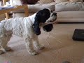 THE BEST SINGING DOG EVER!!! Adele Rolling In The Deep